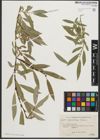 Foto von Salix pycnostachya Andersson